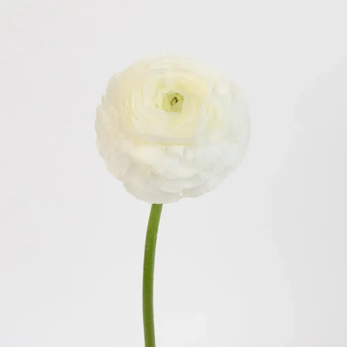 White Ranunculus Fresh Cut Flower Stem - Image