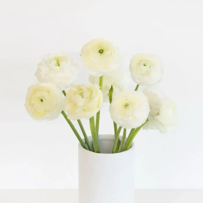 White Ranunculus Fresh Cut Flower Other - Image