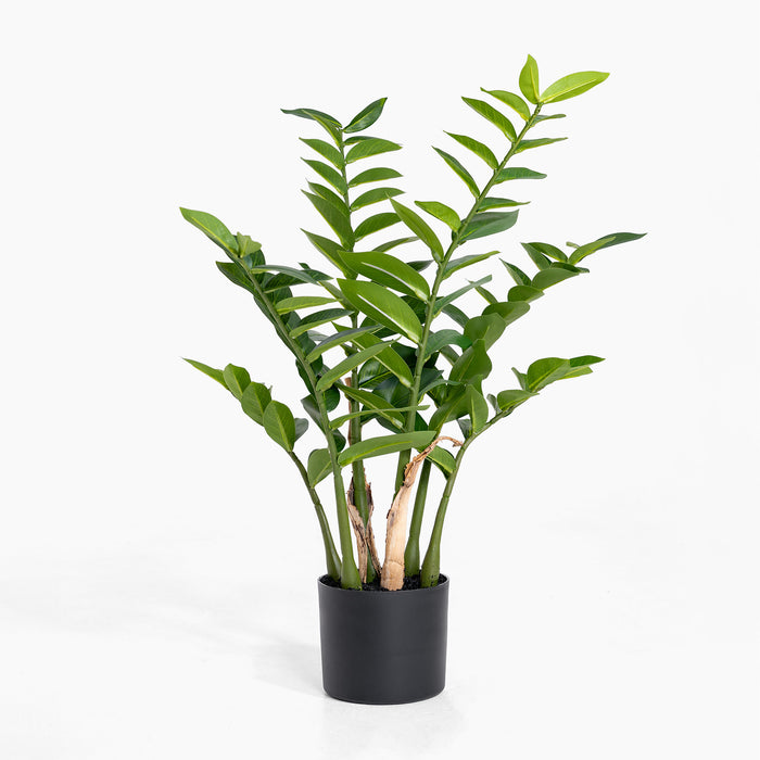 Green potted plant on a white background