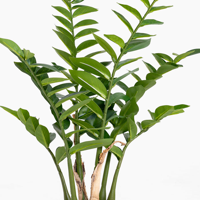Artificial 70cm zz plant foliage